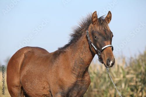 Nice foal with western halter