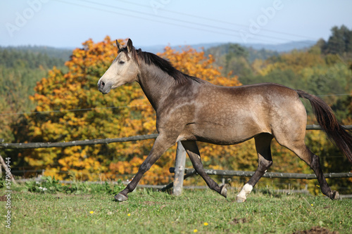 Nice mare on autumn pasturage