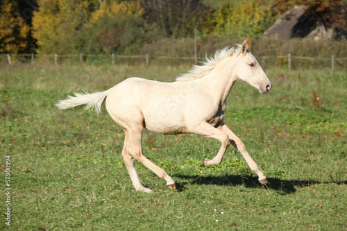 Nice palomino foal running in autumn