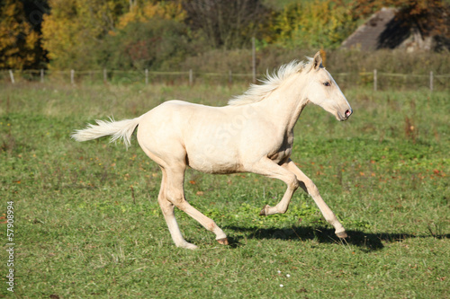 Fototapeta Naklejka Na Ścianę i Meble -  Nice palomino foal running in autumn