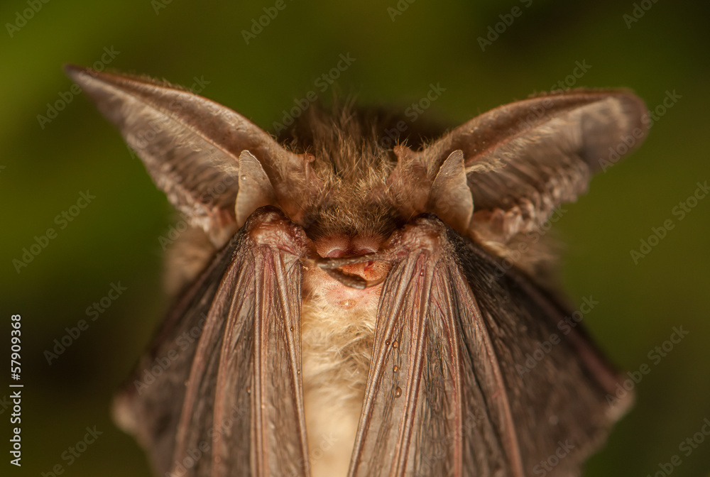 Plecotus auritus StockFoto Adobe Stock