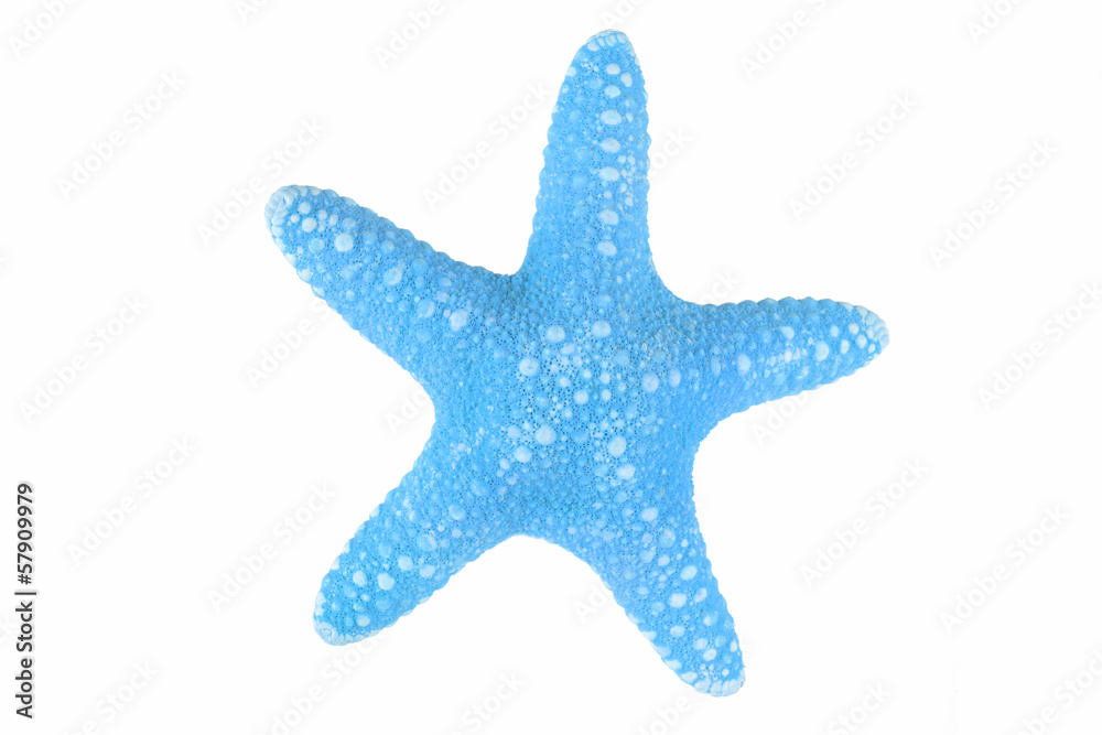 The caribbean starfish on a white background. The caribbean starfish on a white background.
