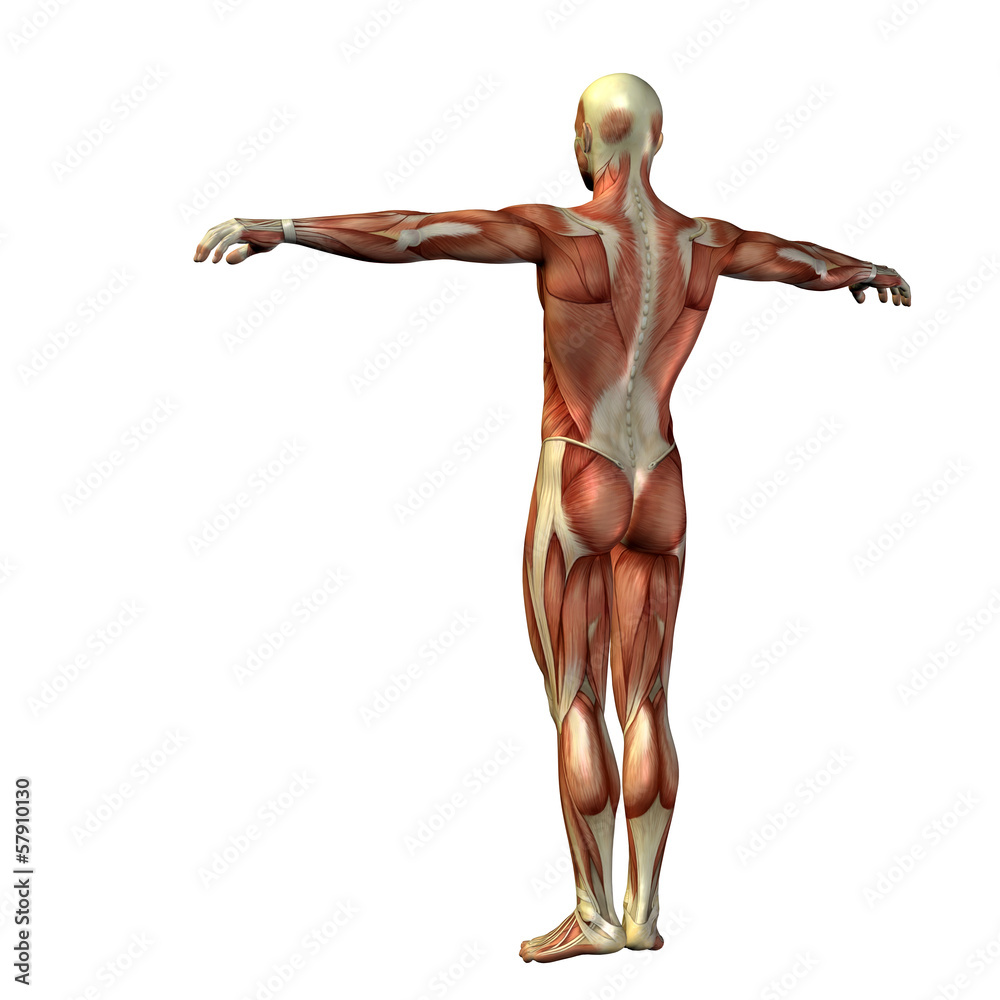 3D human man anatomy for health or medicine 3D human man anatomy for health or medicine
