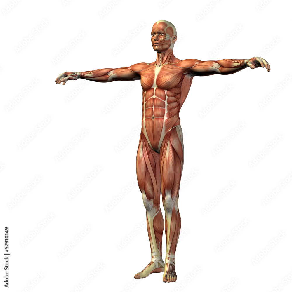 3D human man anatomy for health or medicine 3D human man anatomy for health or medicine