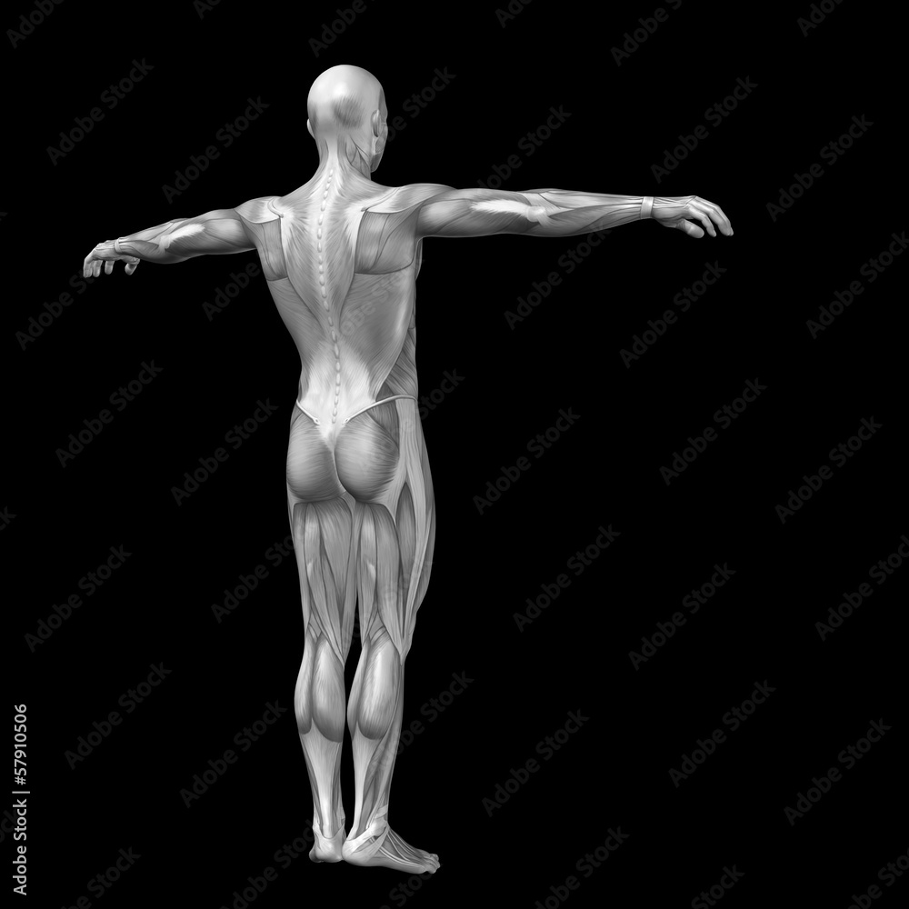 3D human man anatomy for health or medicine 3D human man anatomy for health or medicine