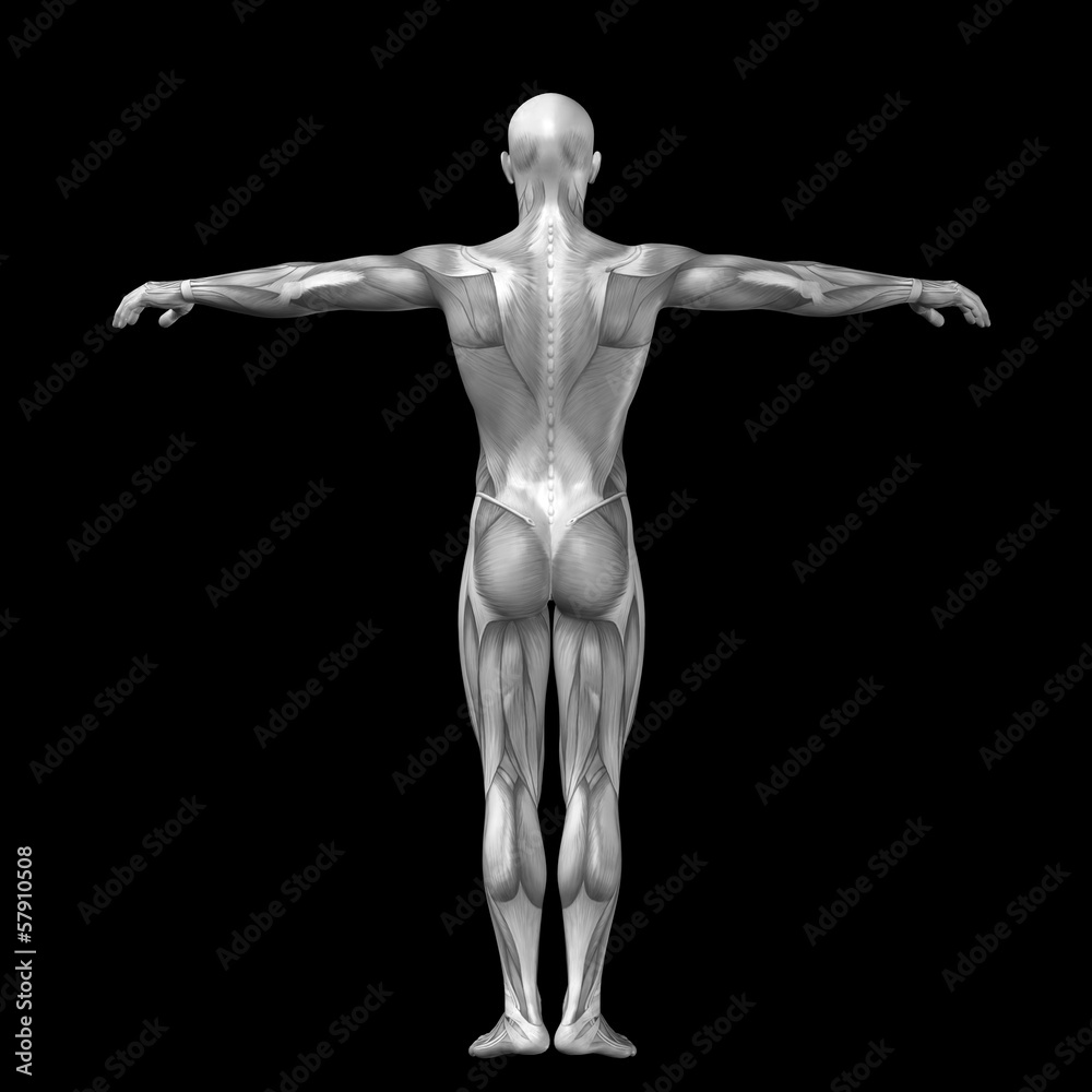 3D human man anatomy for health or medicine