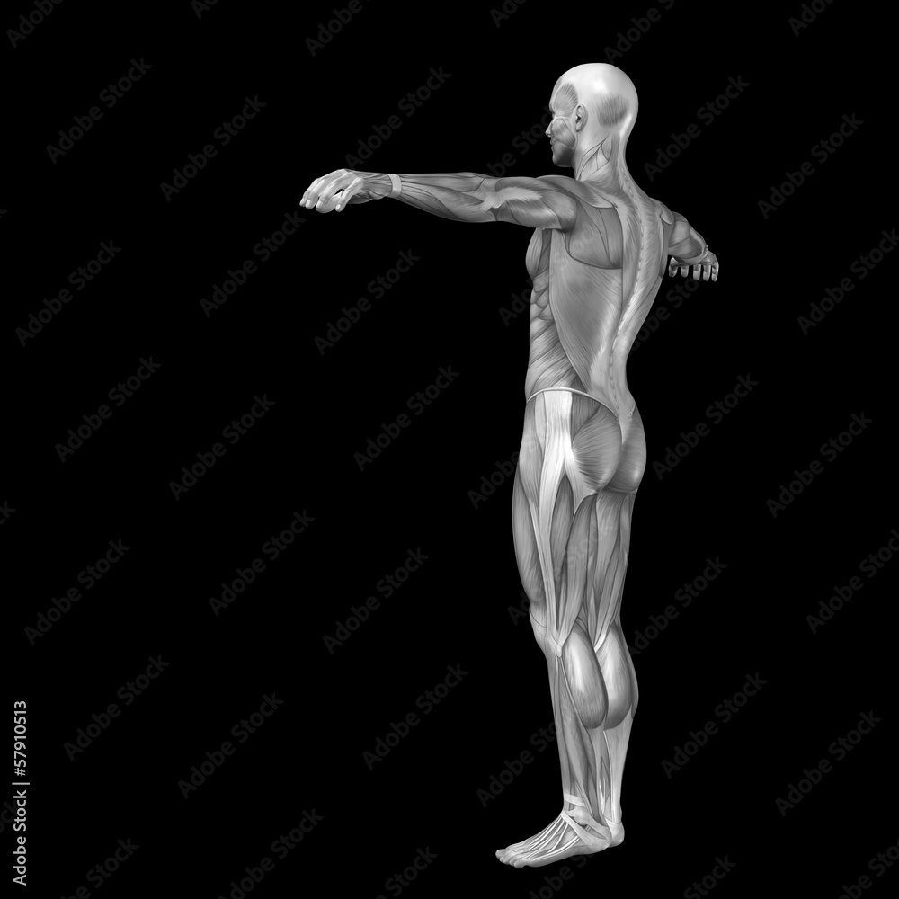 3D human man anatomy for health or medicine