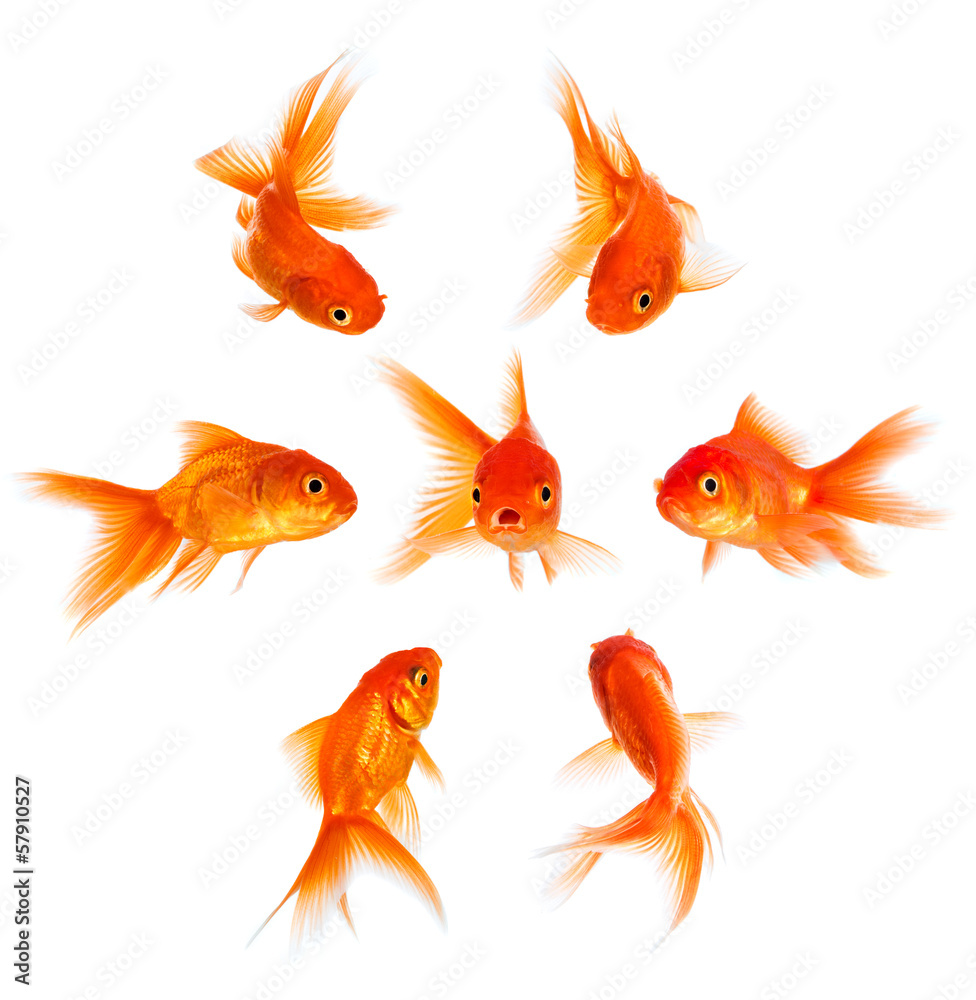 Concept with goldfish Concept with goldfish