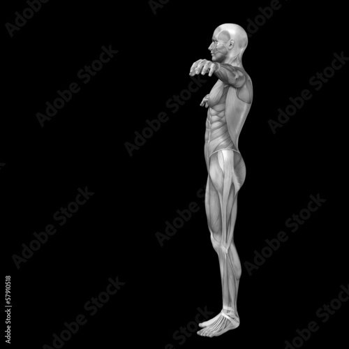 3D human man anatomy for health or medicine