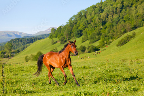 bay horse of  Arab breed to stand on green meadow