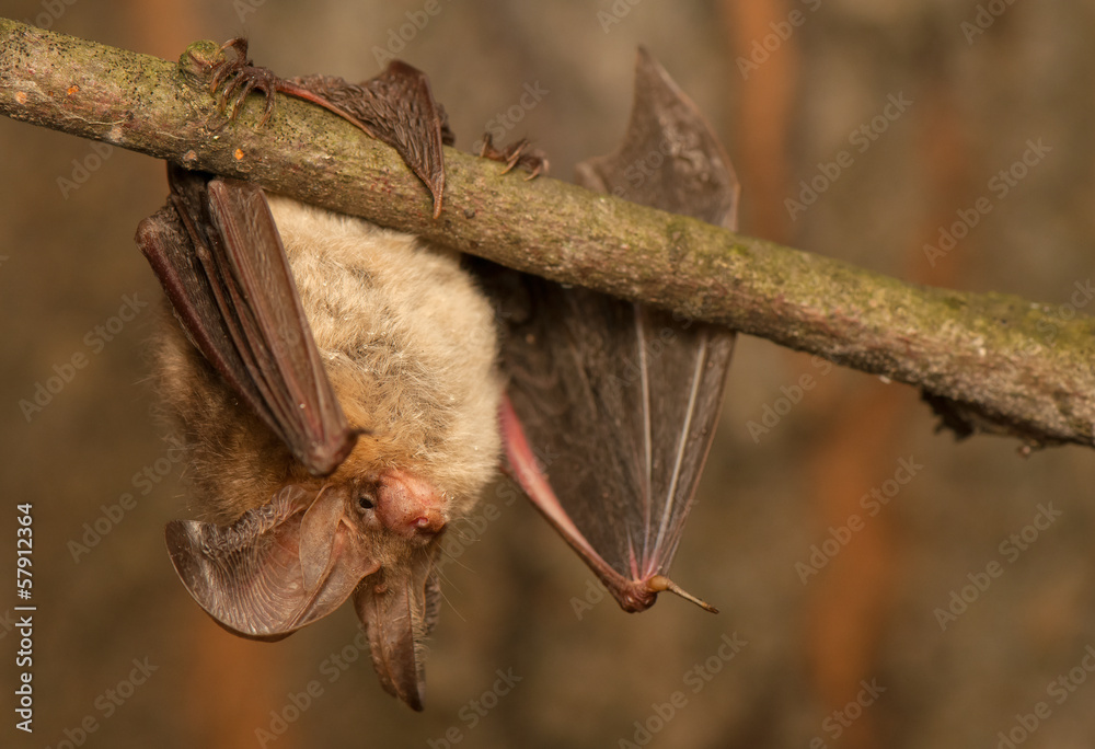 Plecotus auritus