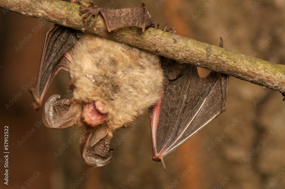 Plecotus auritus