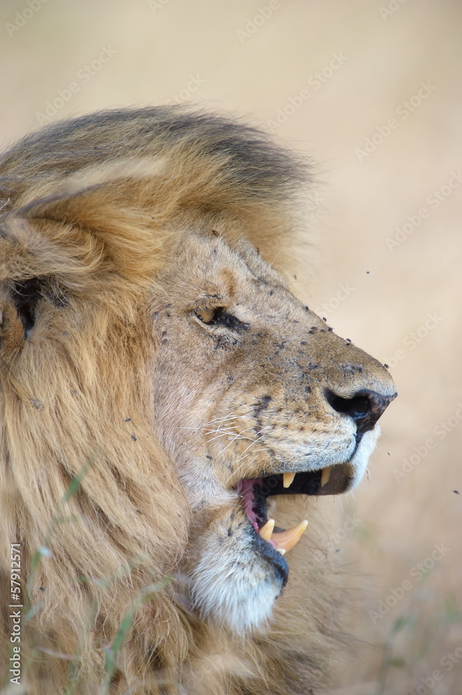 Fototapeta premium Closeup portrait of a lion