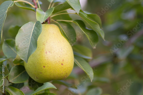 Yellow pear in the tree branch