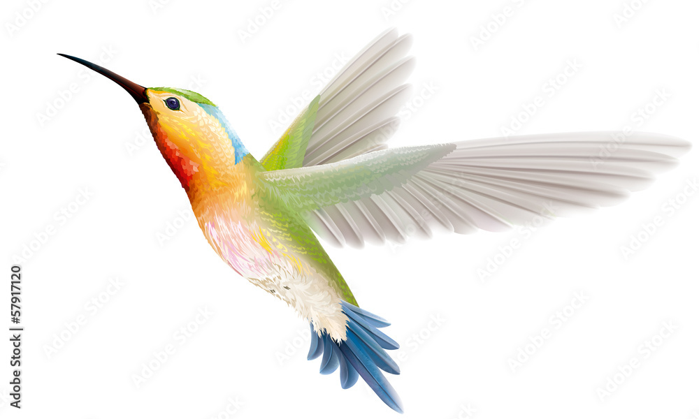 Obraz premium koliber na białym tle