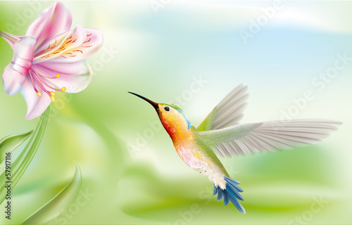 hummingbird
