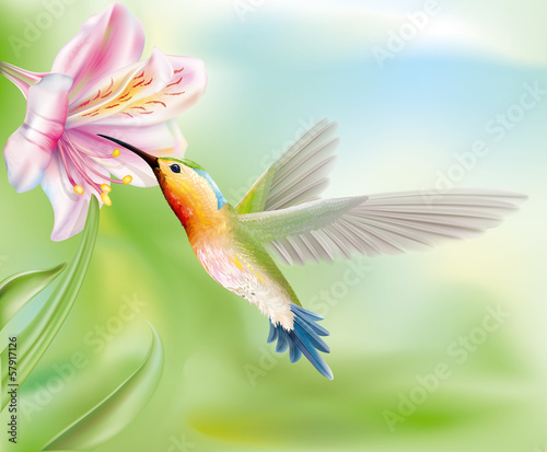 hummingbird in the flower