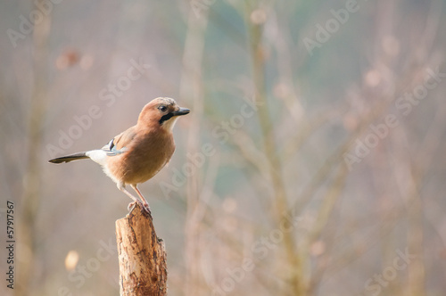 Common jay