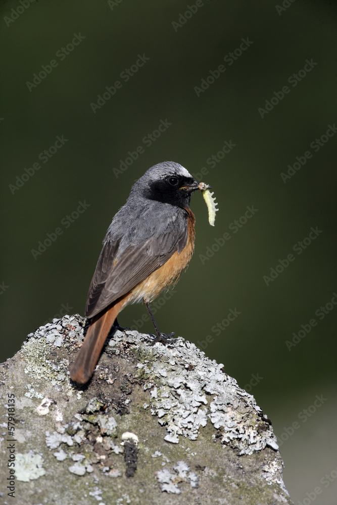 Fototapeta premium Common redstart, Phoenicurus phoenicurus