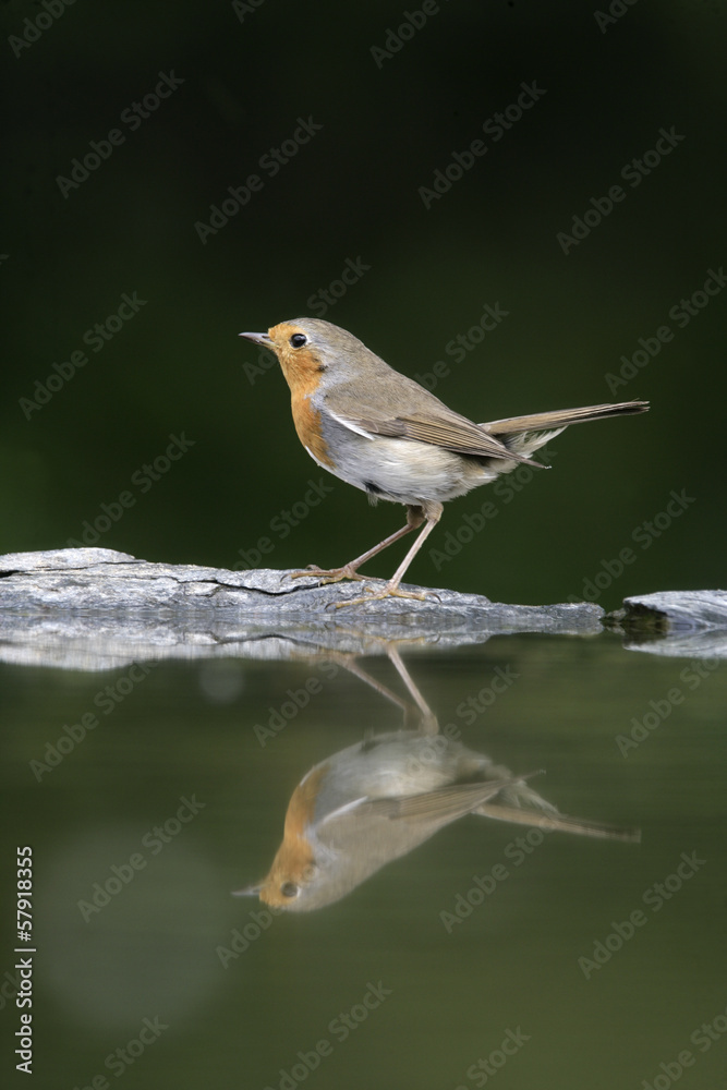 Robin, Erithacus rubecula Robin, Erithacus rubecula