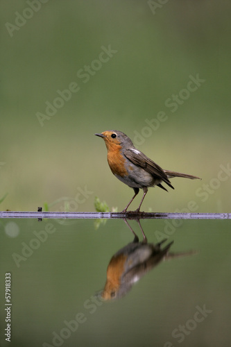 Robin, Erithacus rubecula