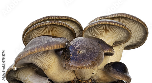 groups cultivation of cardoncelli mushrooms photo