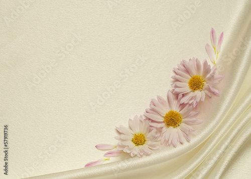 White background with asters