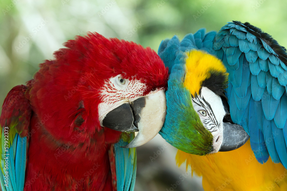 Obraz premium parrots