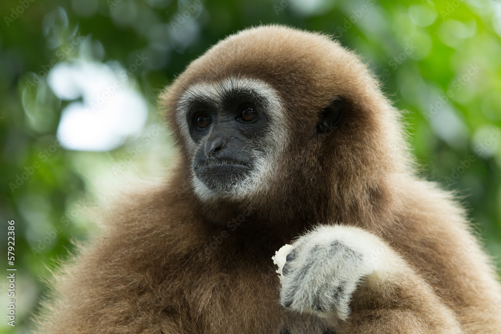 Naklejka premium gibbon