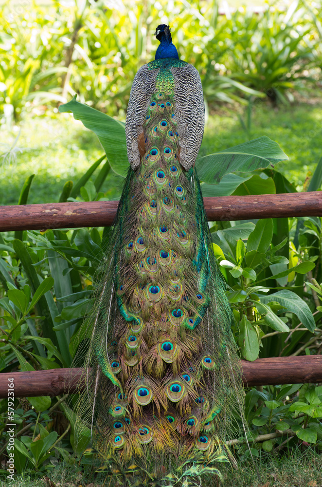 Naklejka premium Peacock