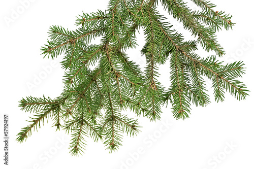 Christmas tree branch