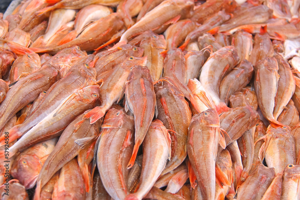 Sales of fresh fish on the market