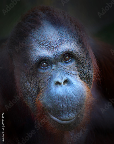 Happy smile of The Bornean orangutan (Pongo pygmaeus).
