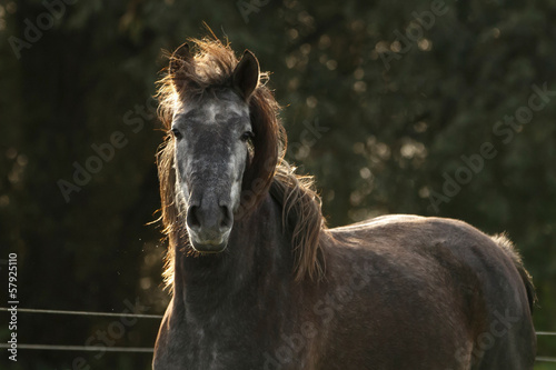 Temperamentvolles Cartujano Portrait im Gegenlicht