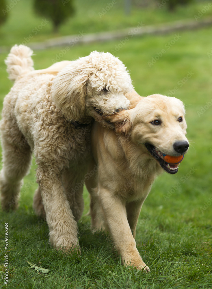 Happy Golden Retreiver Dog with Poodle Playing Fetch Dogs Pets