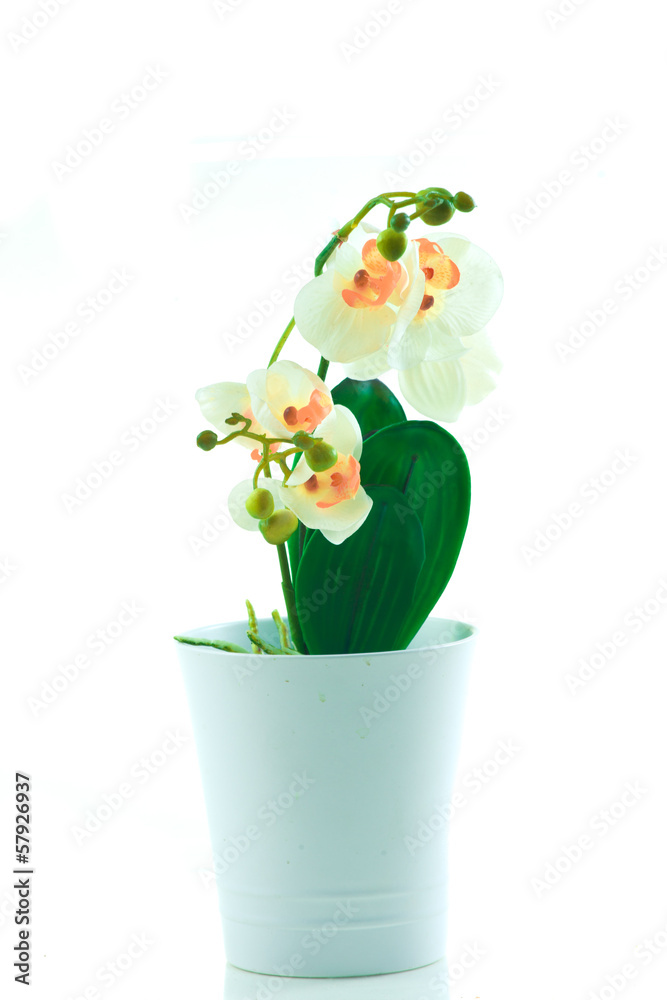 White orchid grows in pot