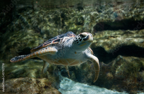 turtle swimming in large fish tank