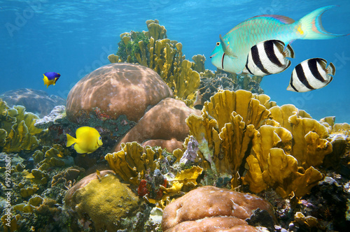 Healthy coral reef with tropical fish underwater Caribbean sea