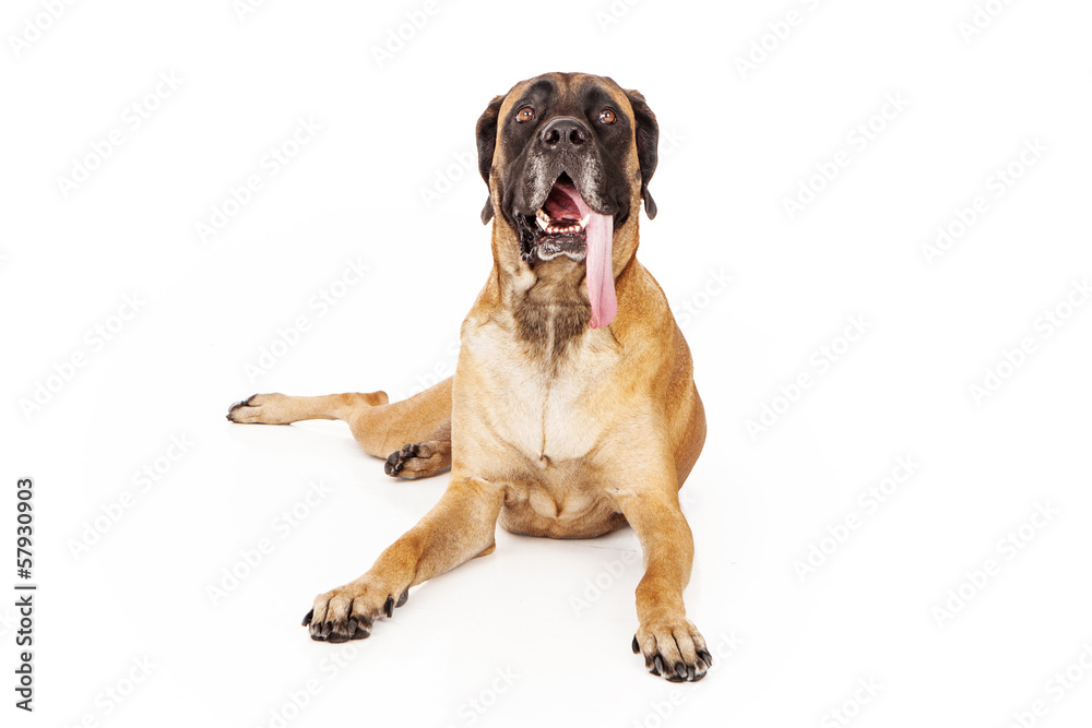 English Mastiff Dog With Tongue Out