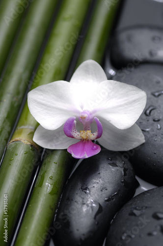 Thin bamboo and orchid flowers on wet pebble stones
