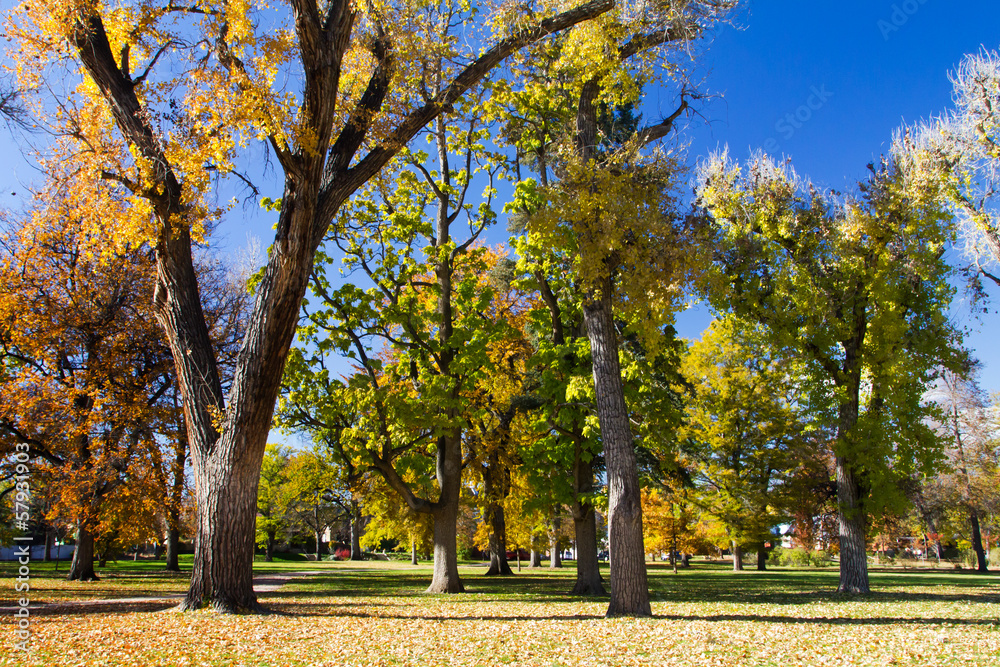 Naklejka premium Fall Trees in City Park - Denver, Colorado
