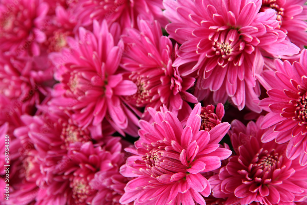 Bouquet of pink autumn chrysanthemum, close up Bouquet of pink autumn chrysanthemum, close up