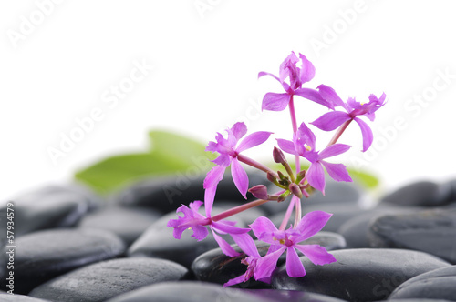 still life with branch orchid on pebbles background
