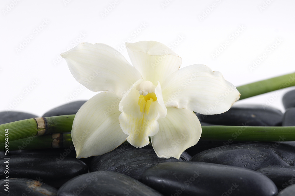Beautiful white orchid with bamboo grove on pebbles Beautiful white orchid with bamboo grove on pebbles