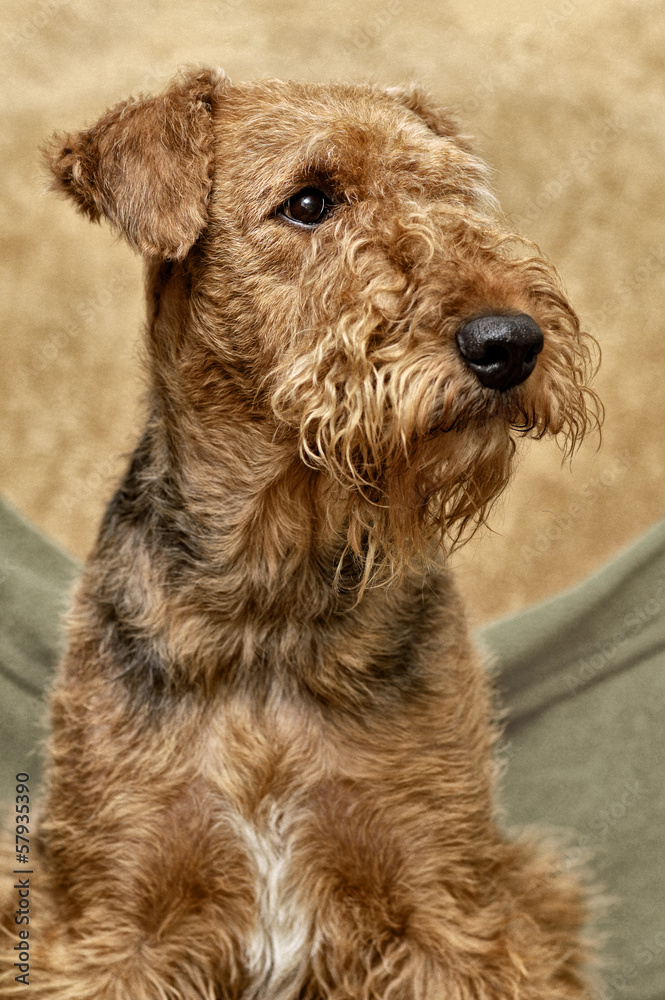 portrait of Airedale portrait of Airedale