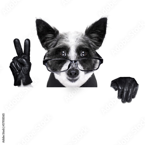 peace fingers dog © Javier brosch