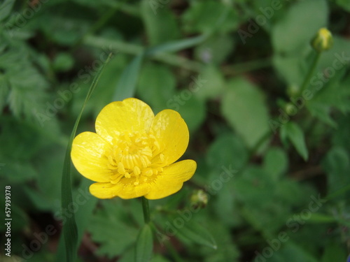 Yellow bloom