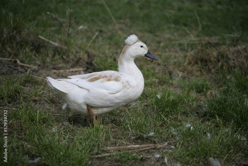 Saxony crested duck Saxony crested duck