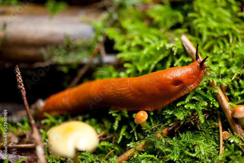 rote wegschnecke schleimig langsam kriechend im moos photo
