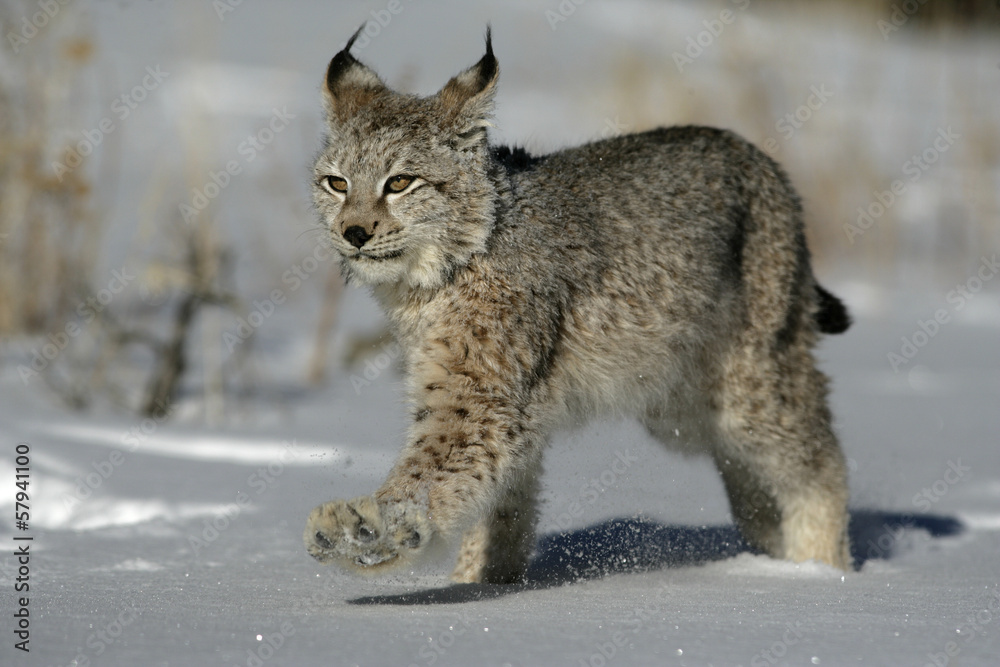 Fototapeta premium Siberian lynx, Lynx lynx